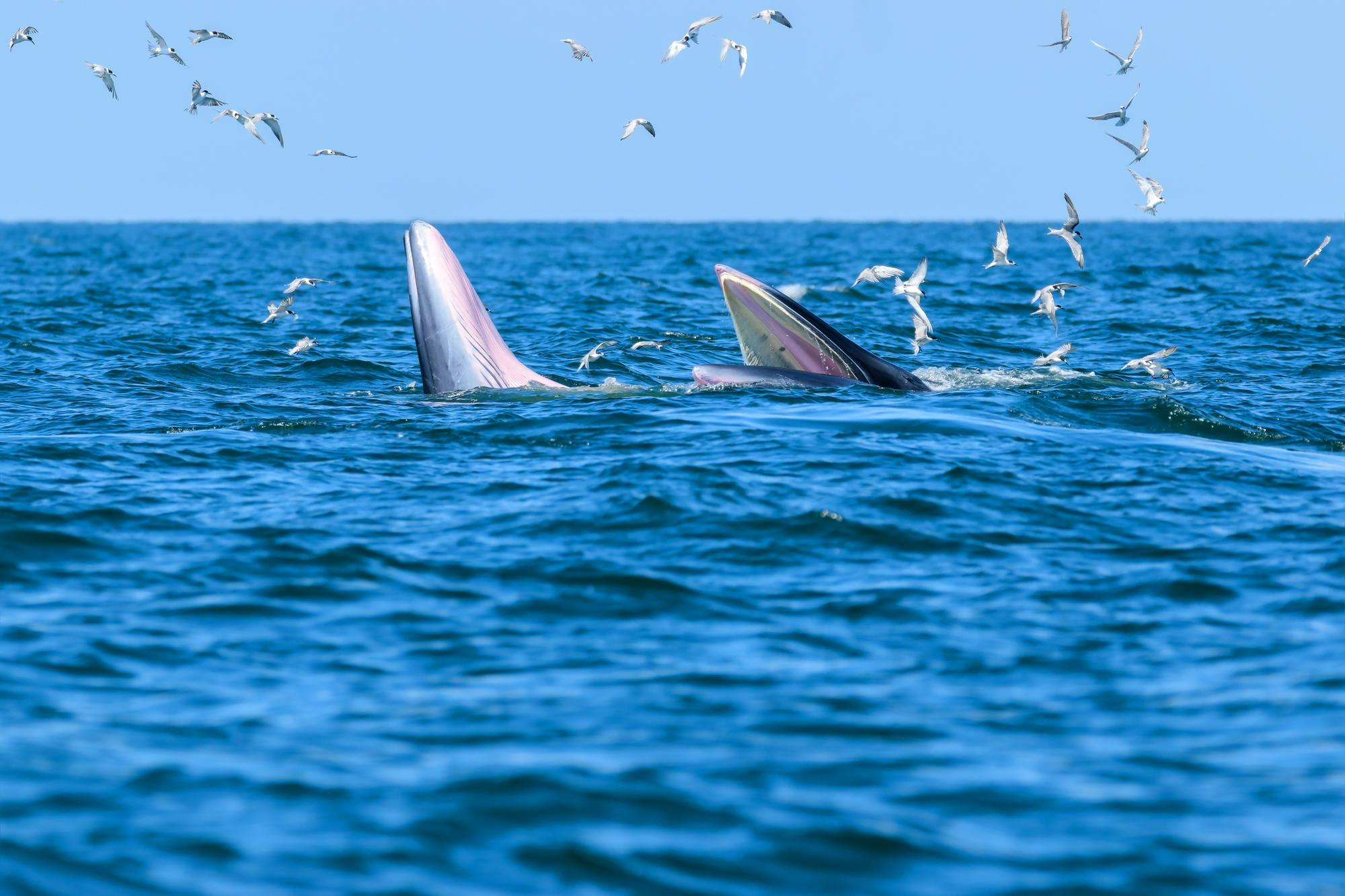 Bryde's whales