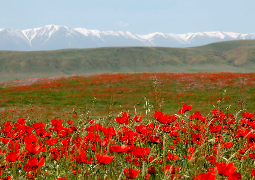 Тюльпаны в Казахстане