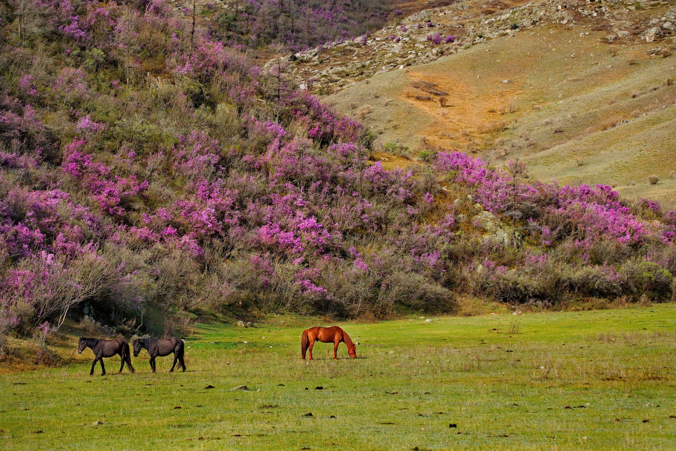 Цветение маральника на Алтае