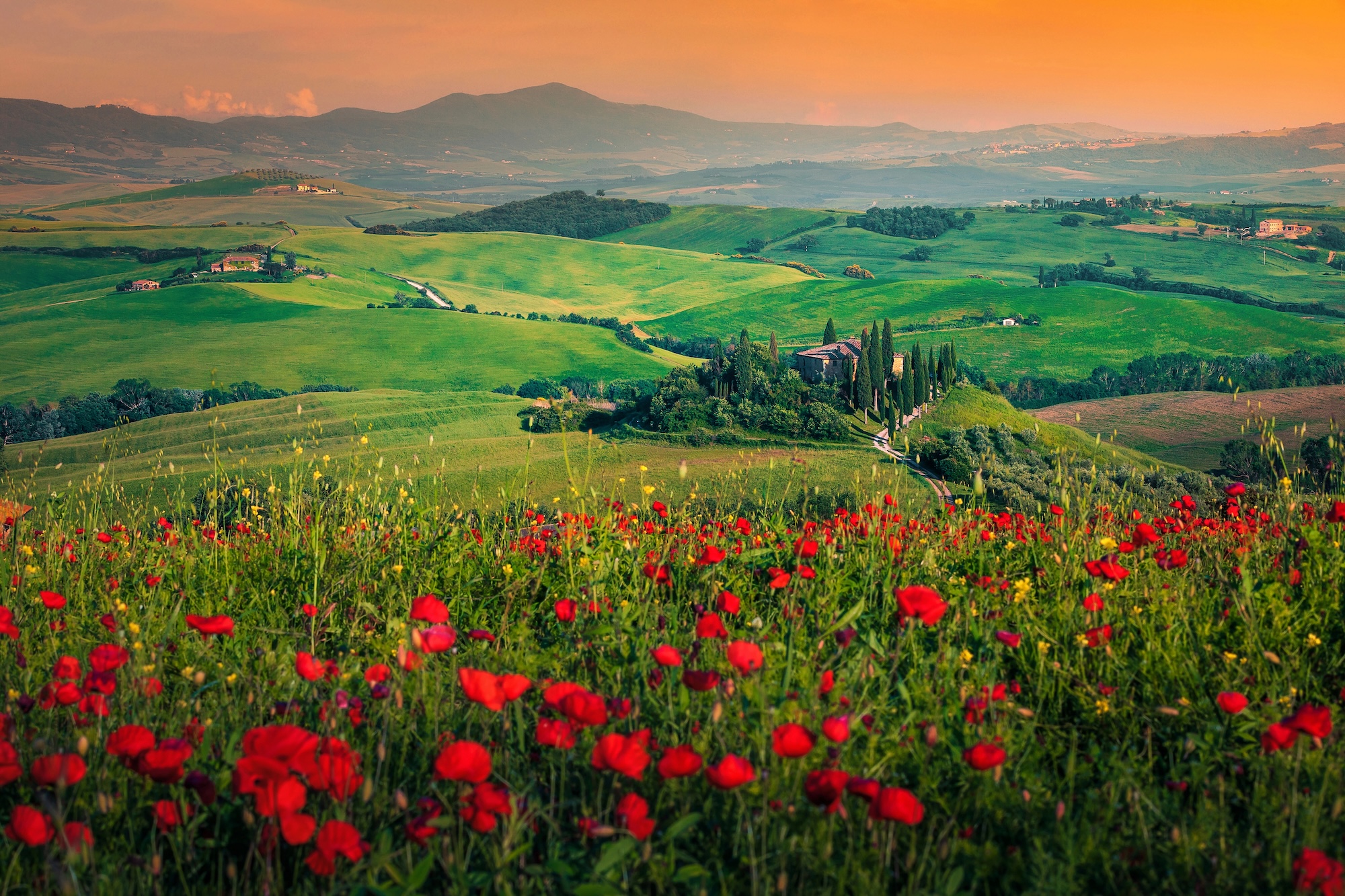 Маковые поля Тосканы